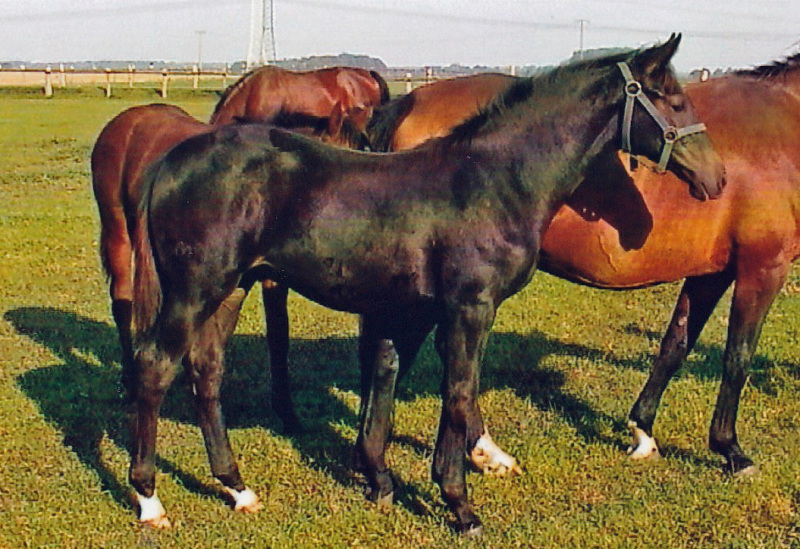 Avinio